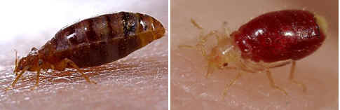 These are Bed Bugs Feeding