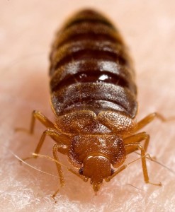 bed-bug-feeding-magnified